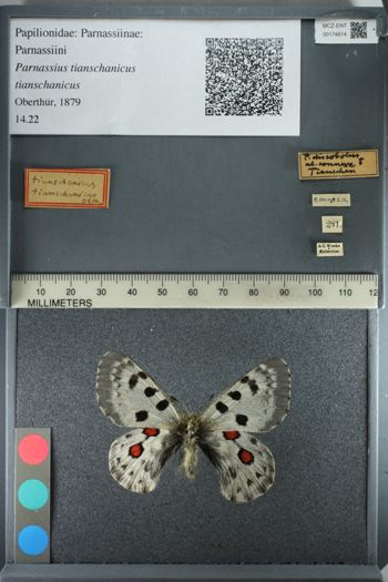 Media type: image;   Entomology 174814